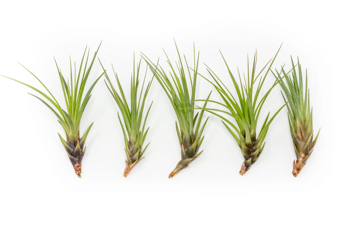 SALE - Tillandsia Melanocrater Tricolor Air Plants - Set of 10, 20 or 30