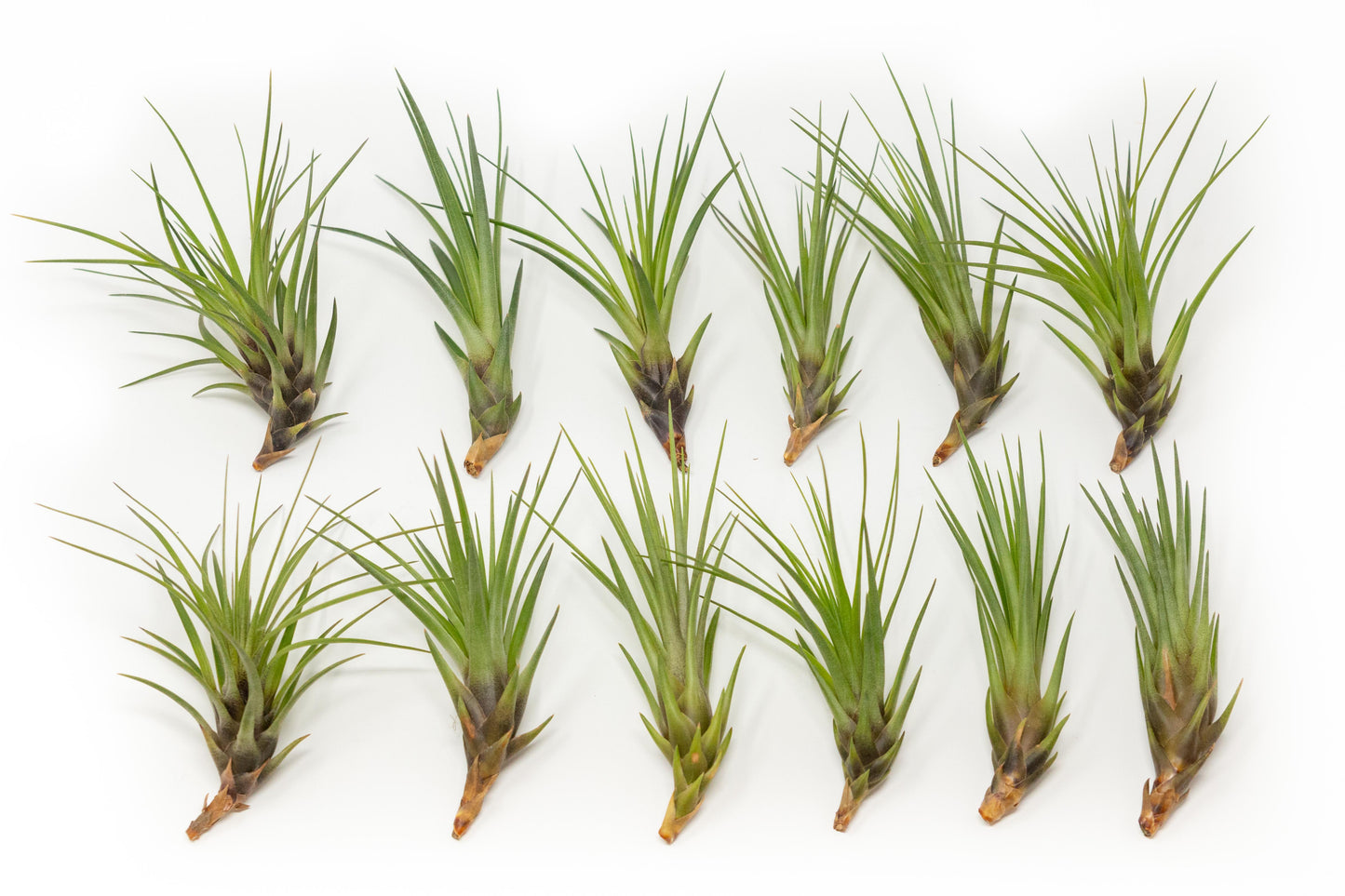 SALE - Tillandsia Melanocrater Tricolor Air Plants - Set of 10, 20 or 30