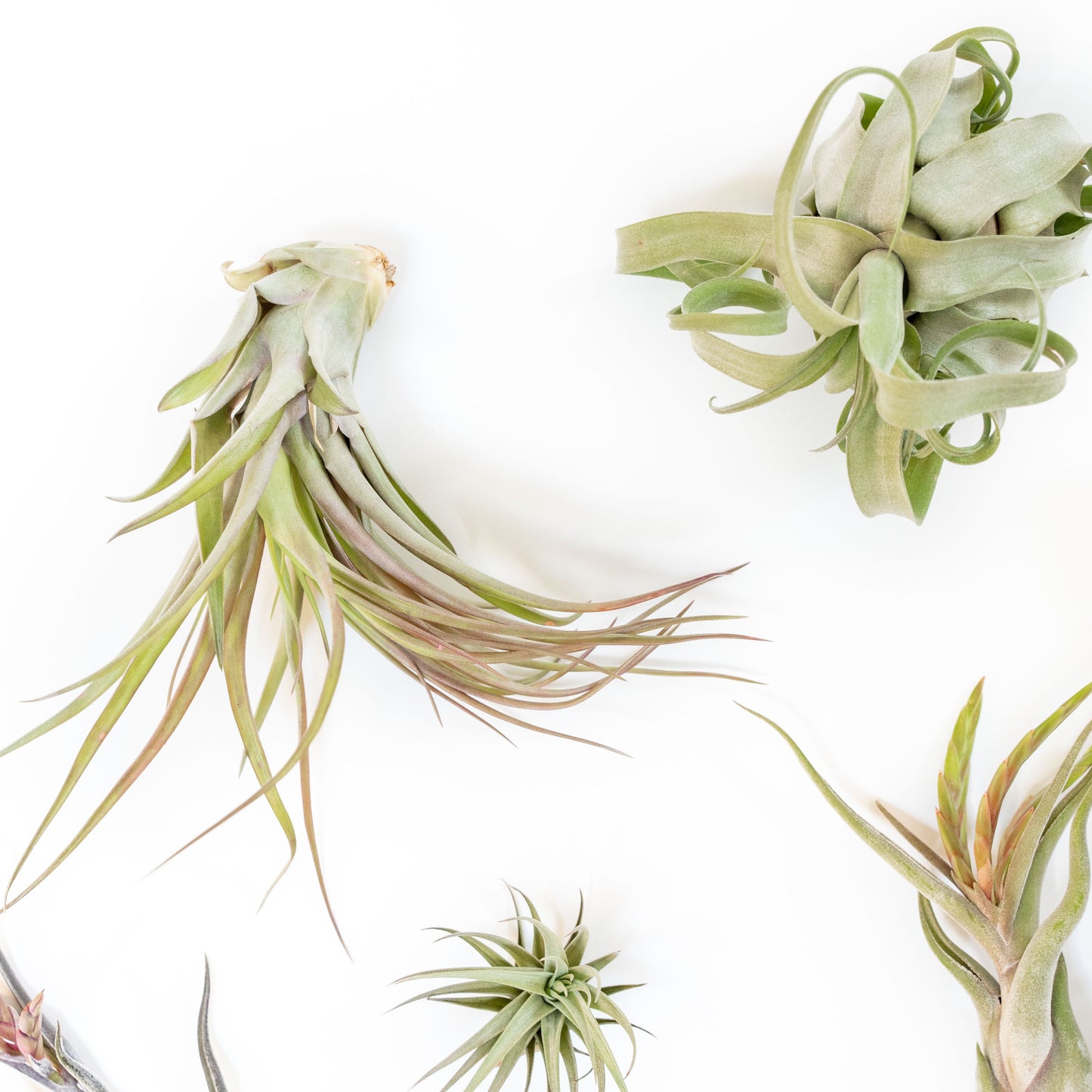 SALE - Tillandsia Air Plant Grab Bag of Premium Medium & Large Plants - Set of 10