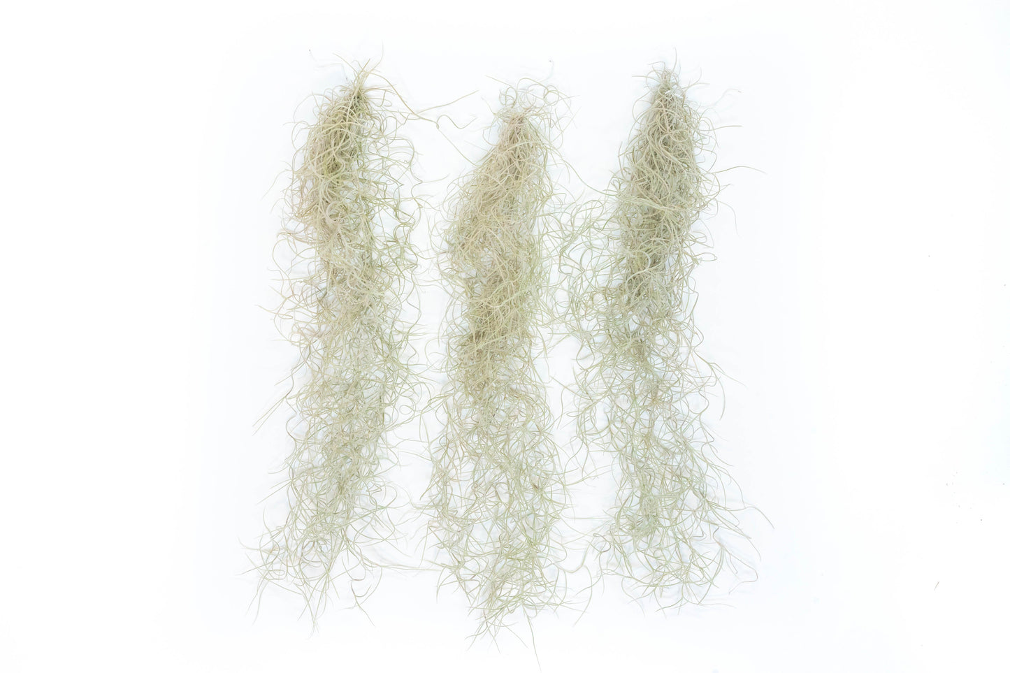 SALE - Tillandsia Guatemala Gray Spanish Moss - 1 Foot Clumps - Set of 3 or 6 Strands
