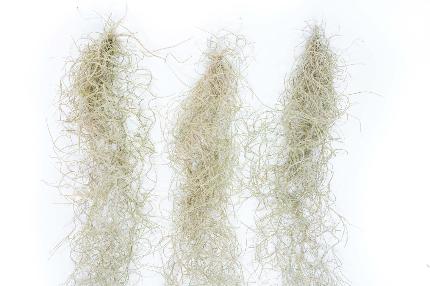 SALE - Tillandsia Guatemala Gray Spanish Moss - 1 Foot Clumps - Set of 3 or 6 Strands