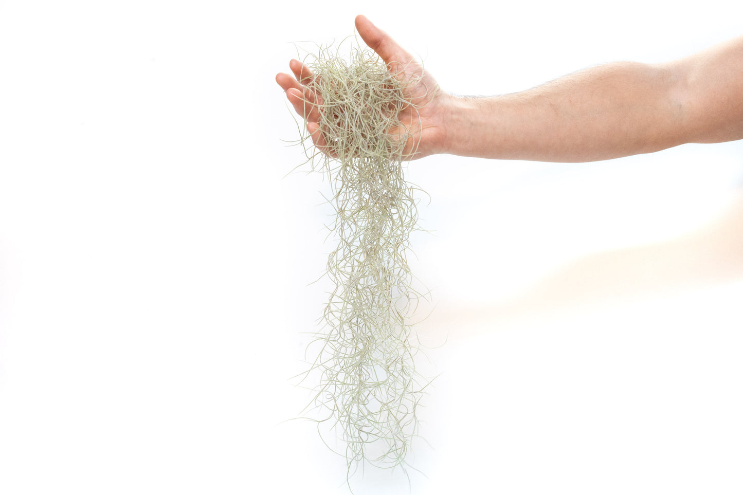 SALE - Tillandsia Guatemala Gray Spanish Moss - 1 Foot Clumps - Set of 3 or 6 Strands