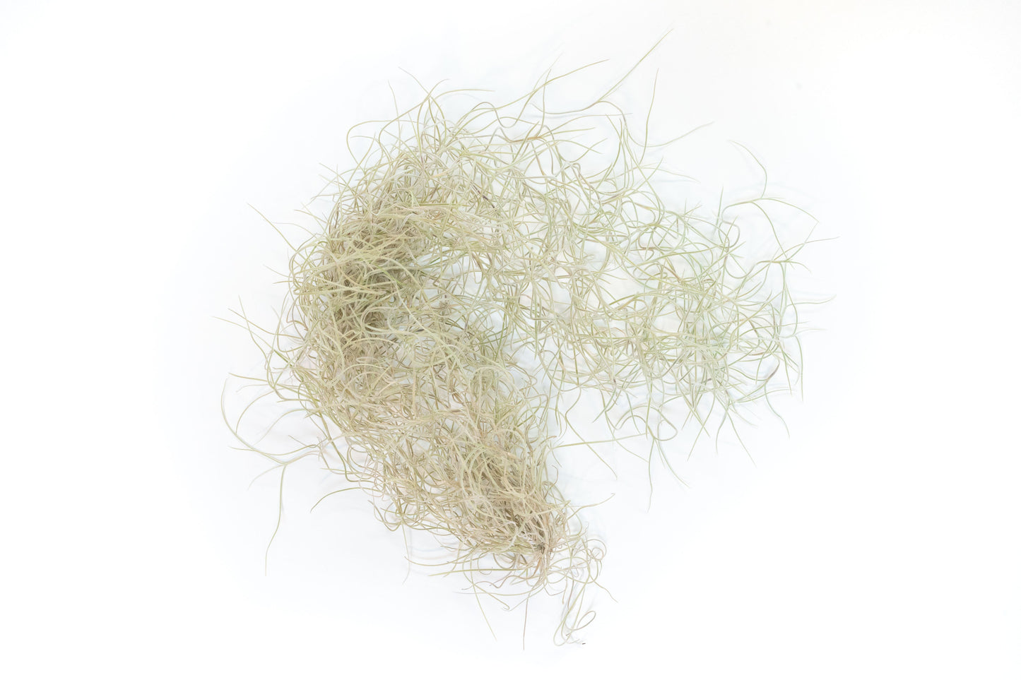 SALE - Tillandsia Guatemala Gray Spanish Moss - 1 Foot Clumps - Set of 3 or 6 Strands
