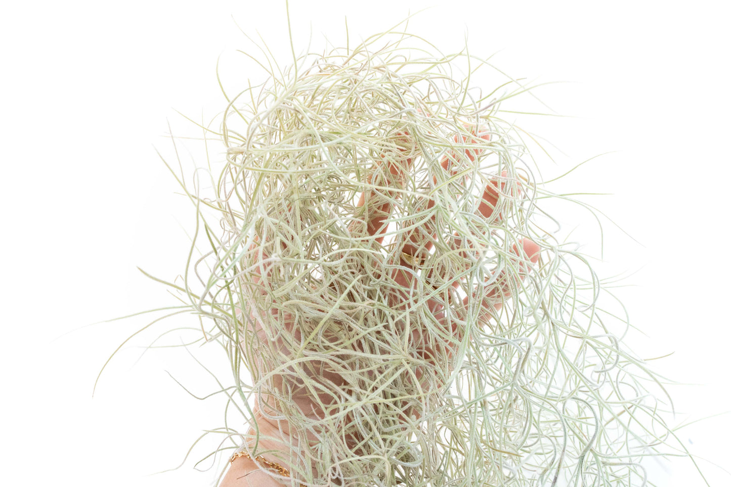 SALE - Tillandsia Guatemala Gray Spanish Moss - 1 Foot Clumps - Set of 3 or 6 Strands