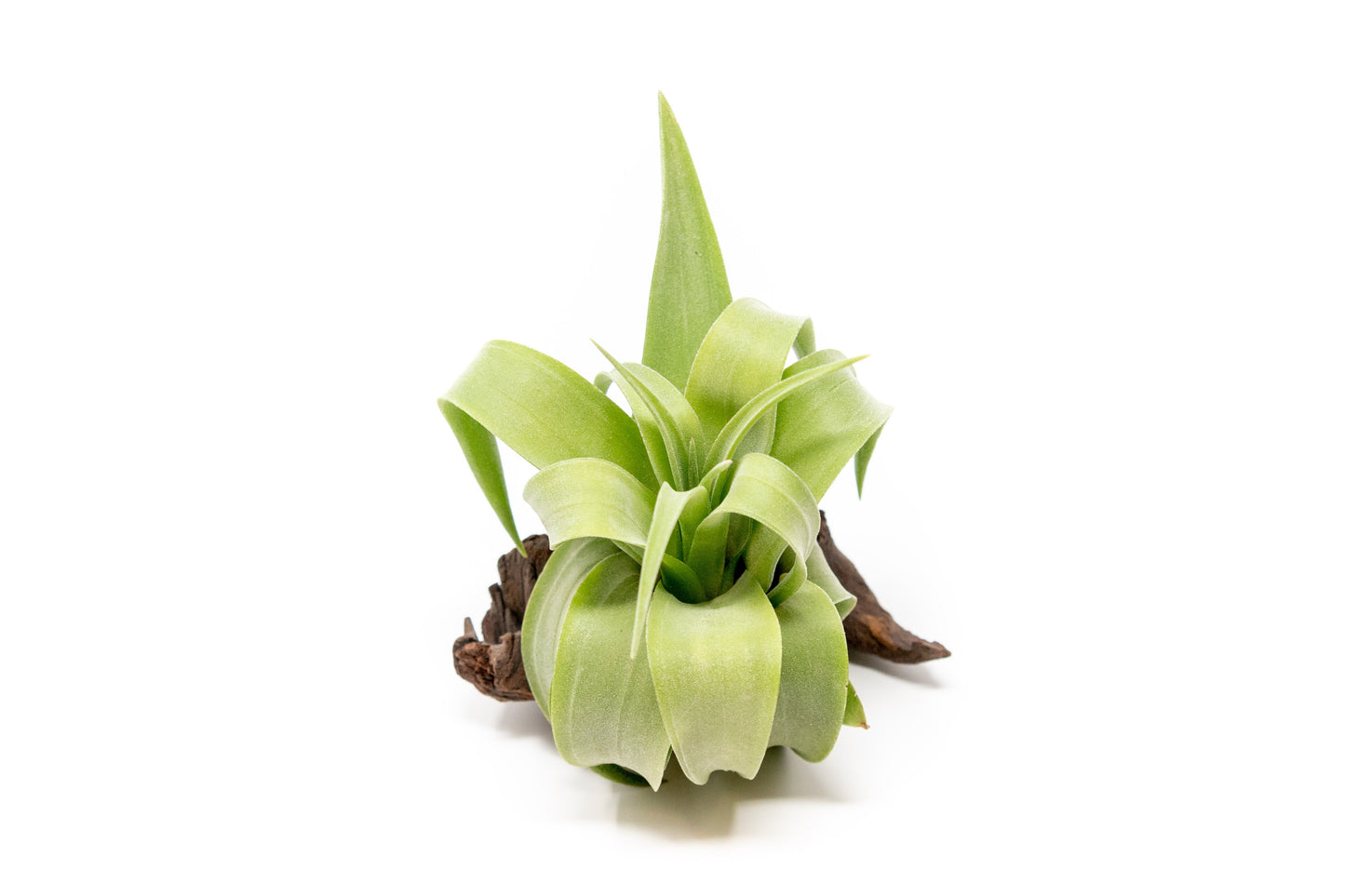SALE - Tillandsia Streptophylla Air Plants - Set of 3 or 6