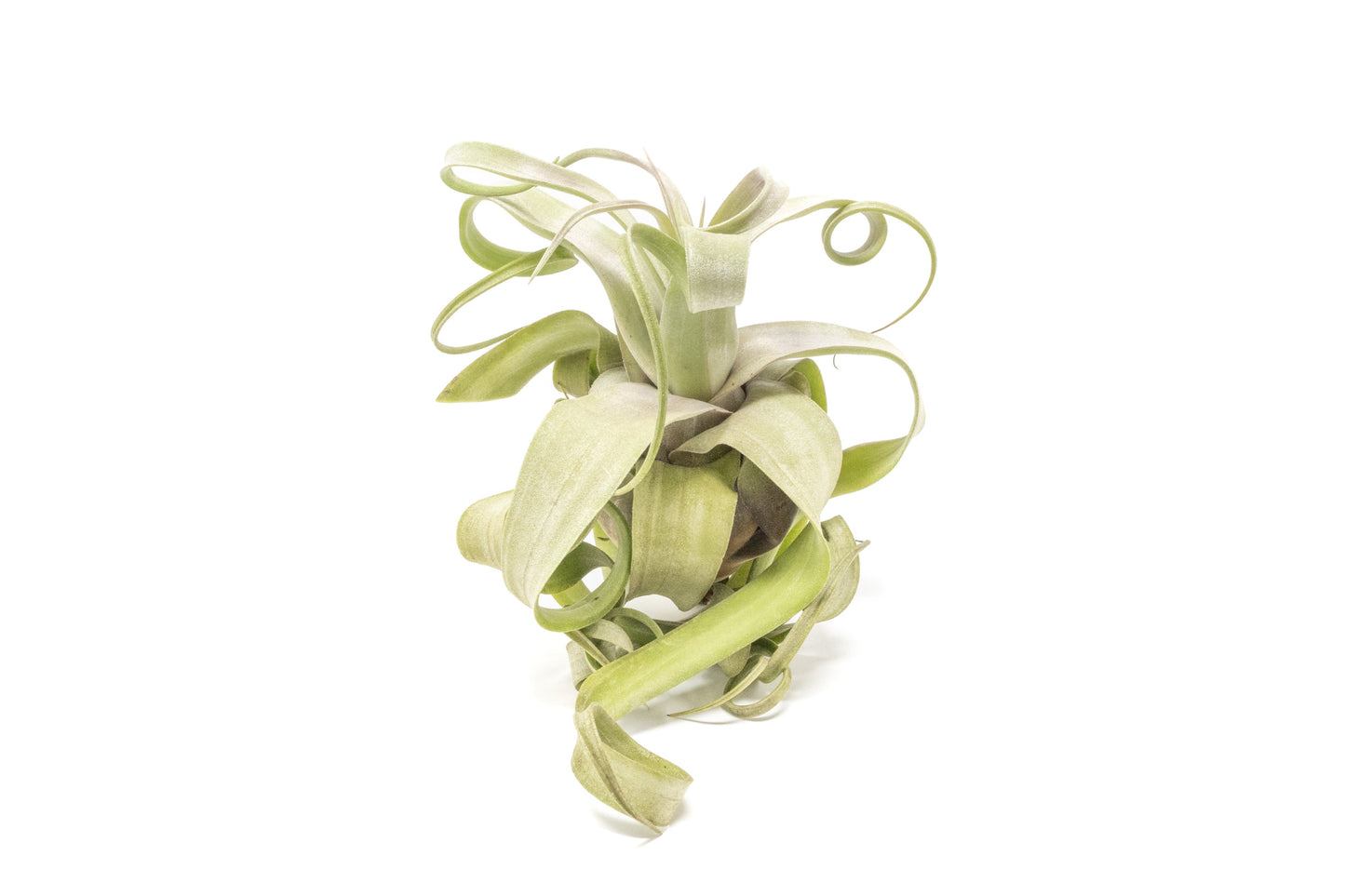 SALE - Tillandsia Streptophylla Air Plants - Set of 3 or 6