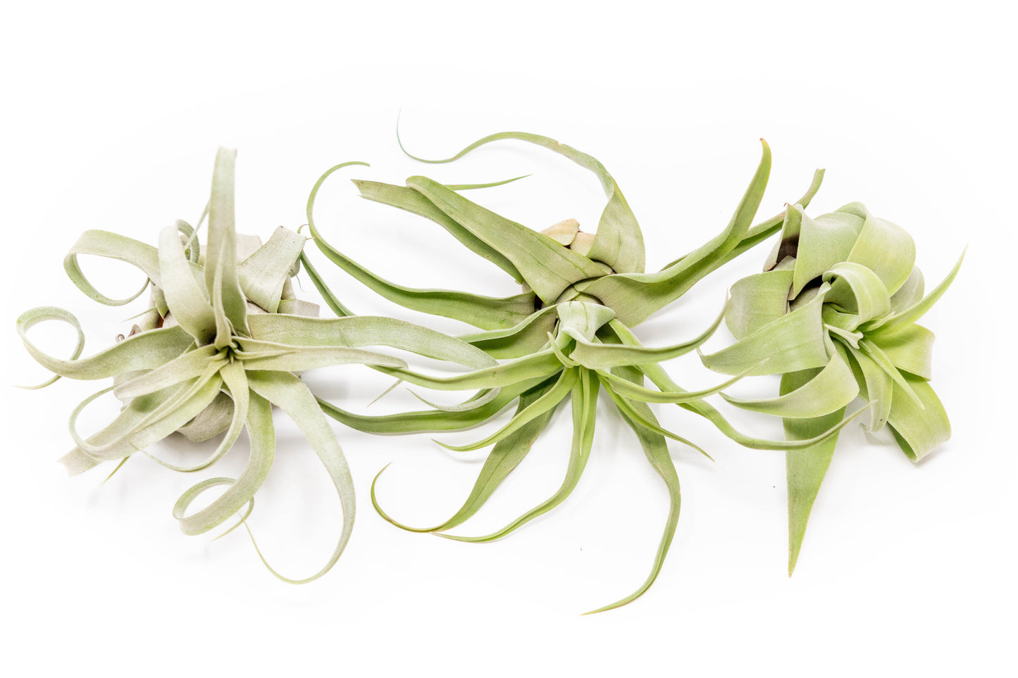 SALE - Tillandsia Streptophylla Air Plants - Set of 3 or 6