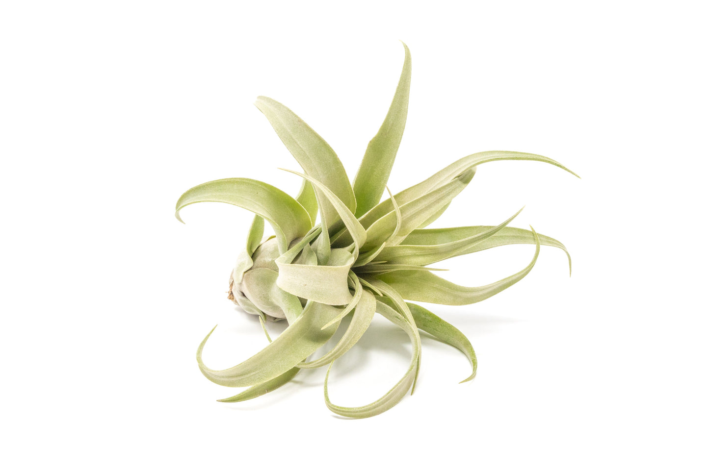 SALE - Tillandsia Streptophylla Air Plants - Set of 3 or 6