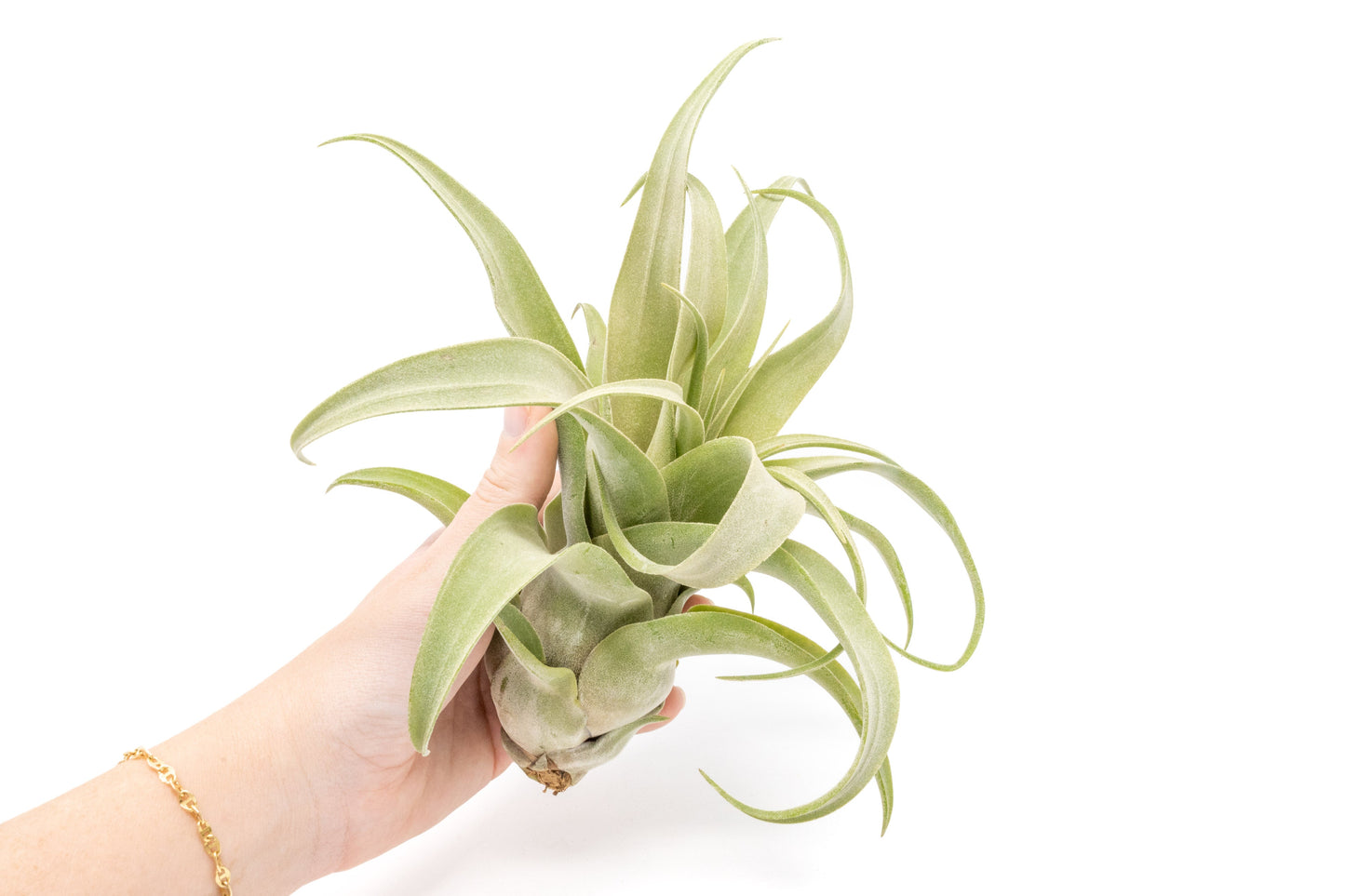 SALE - Tillandsia Streptophylla Air Plants - Set of 3 or 6