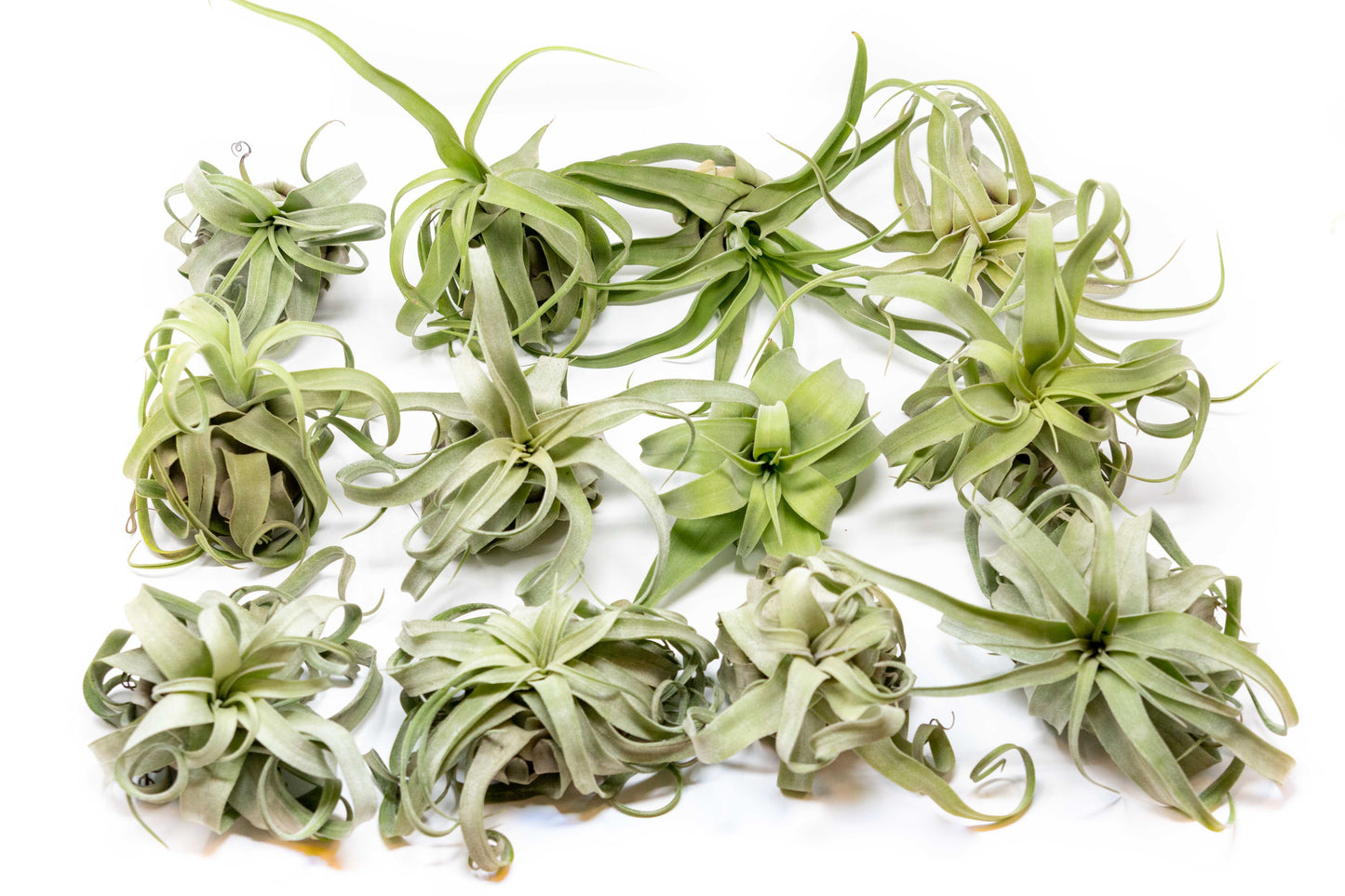 SALE - Tillandsia Streptophylla Air Plants - Set of 3 or 6