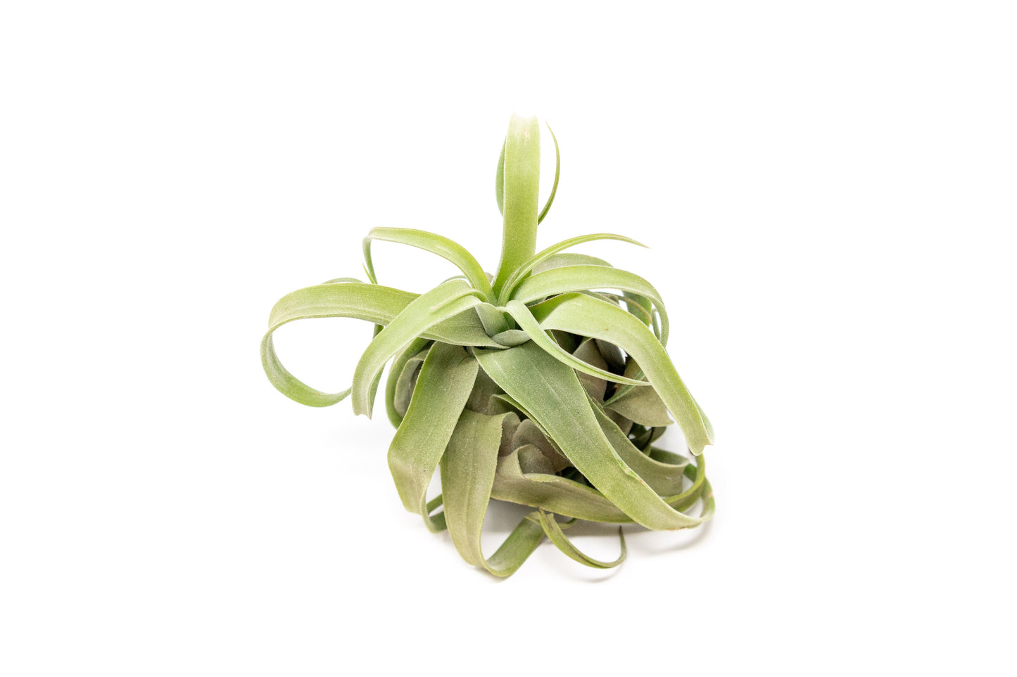 SALE - Tillandsia Streptophylla Air Plants - Set of 3 or 6