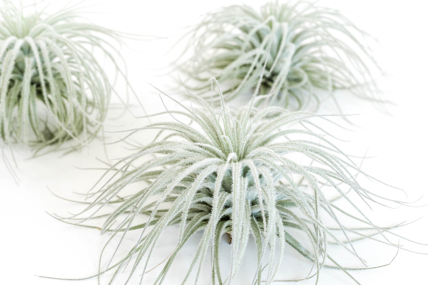 SALE - Tillandsia Tectorum Ecuador Air Plants - Set of 3, 6 or 9