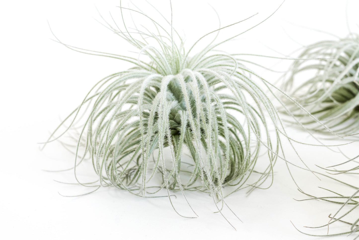SALE - Tillandsia Tectorum Ecuador Air Plants - Set of 3, 6 or 9