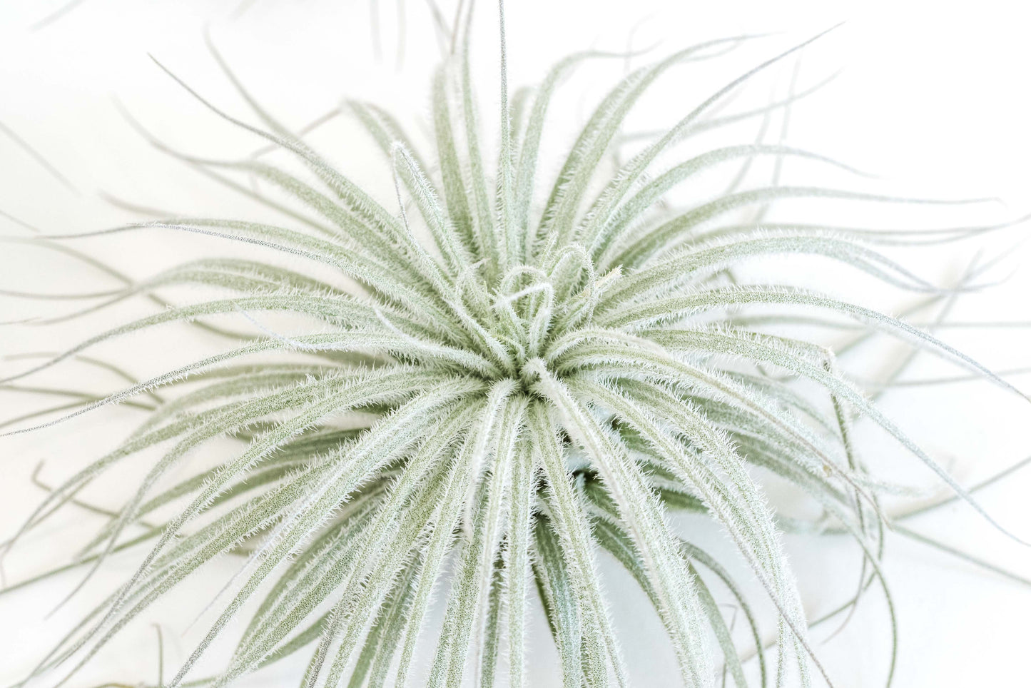 SALE - Tillandsia Tectorum Ecuador Air Plants - Set of 3, 6 or 9