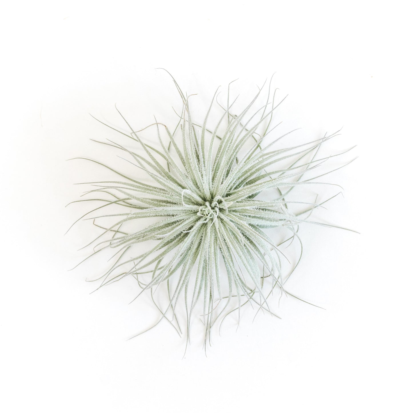 SALE - Tillandsia Tectorum Ecuador Air Plants - Set of 3, 6 or 9
