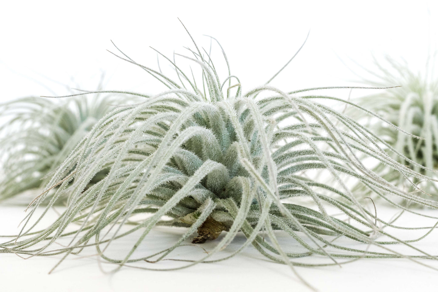 SALE - Tillandsia Tectorum Ecuador Air Plants - Set of 3, 6 or 9