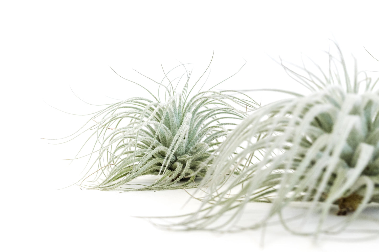 SALE - Tillandsia Tectorum Ecuador Air Plants - Set of 3, 6 or 9