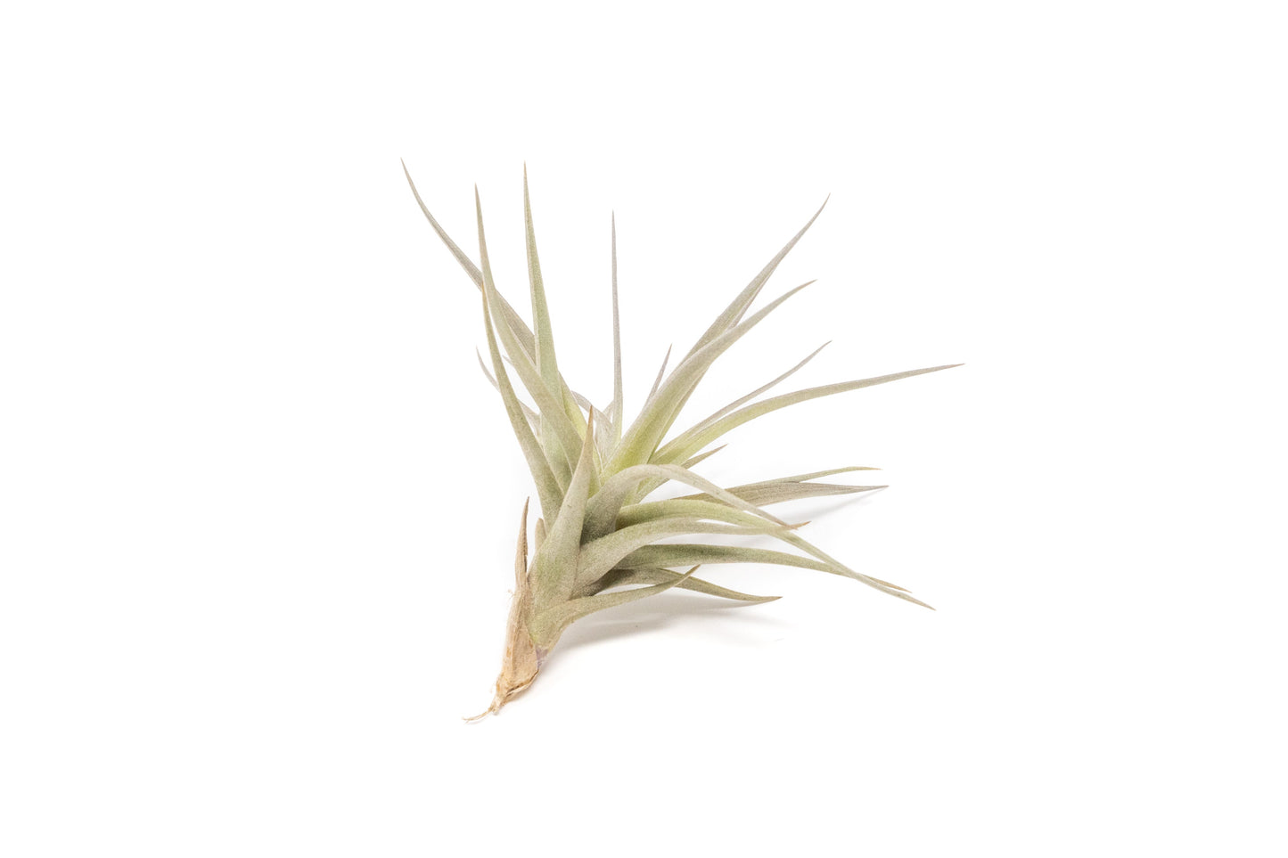 SALE - The Elegant Collection of Tillandsia Air Plants - Set of 10, 20, or 30