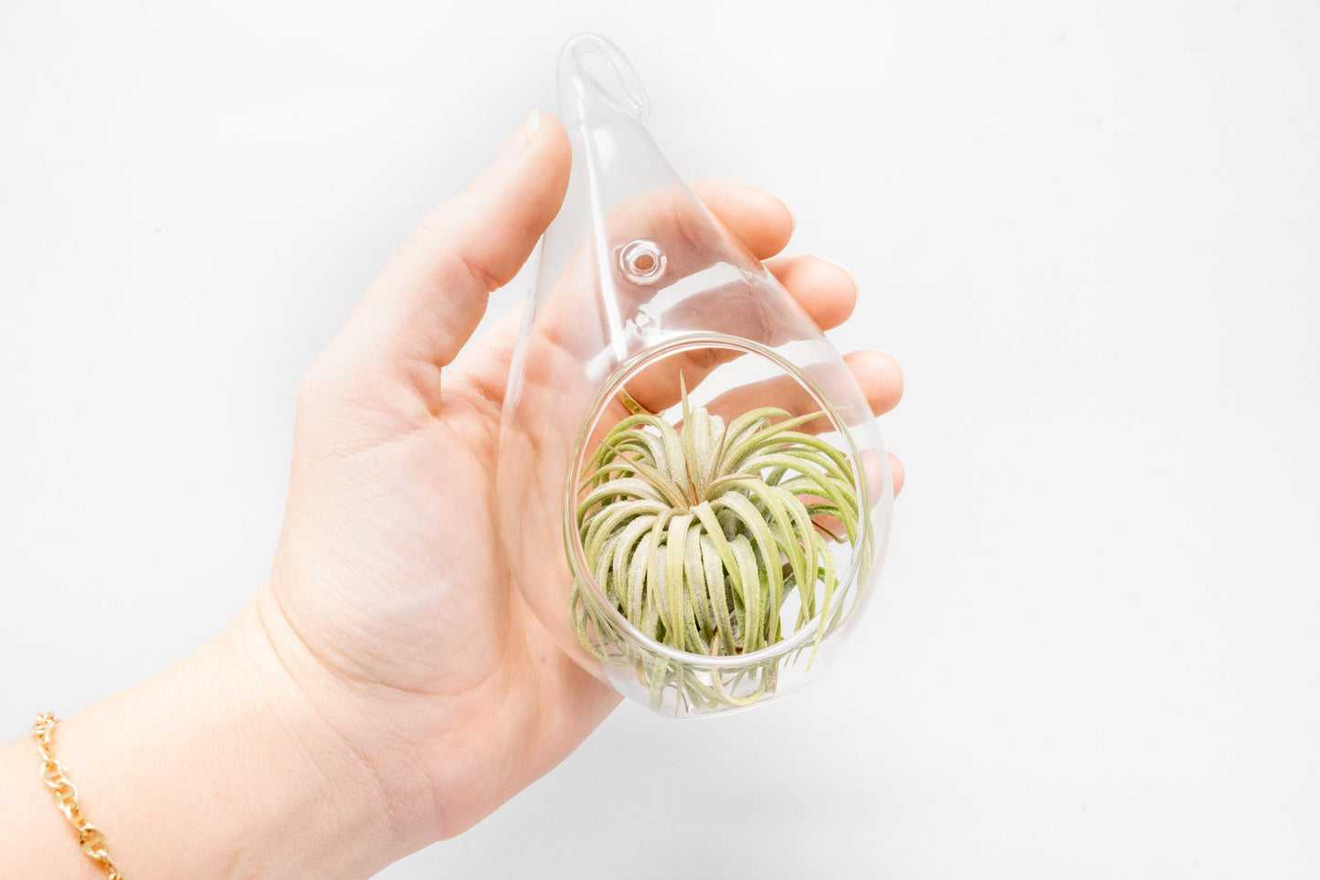 SALE - Teardrop Glass Terrariums - Set of 6 or 12