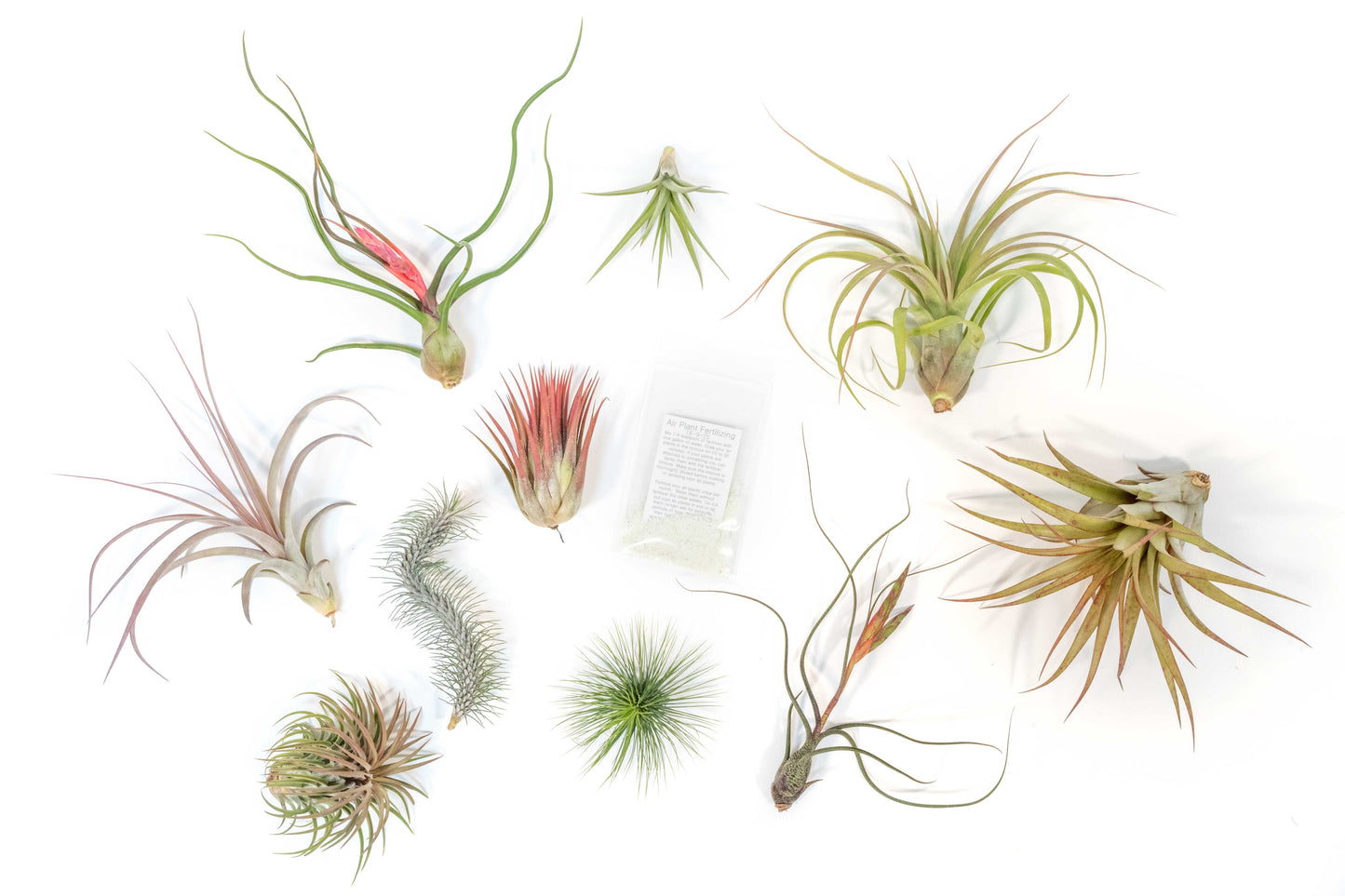 SALE - Premium Tillandsia Air Plant Grab Bag & Fertilizer Packet - Set of 10, 20 or 30