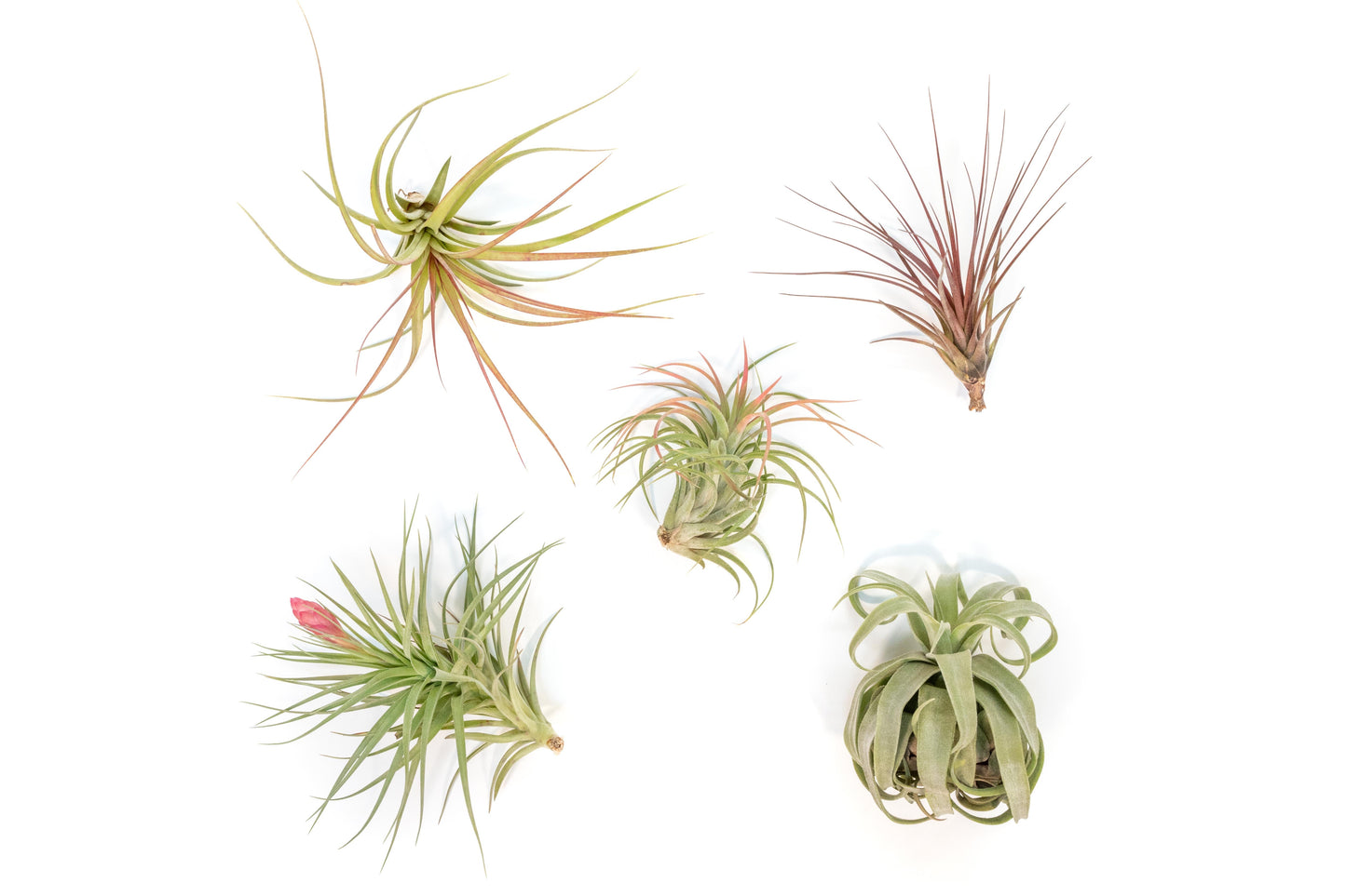 SALE - Collector's Choice Variety of Tillandsia Air Plants