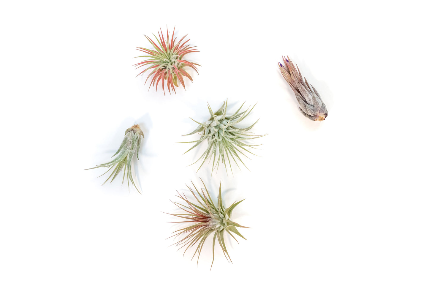 SALE - Mini Tillandsia Ionantha Air Plant Pups - Sets of 5, 10 or 15