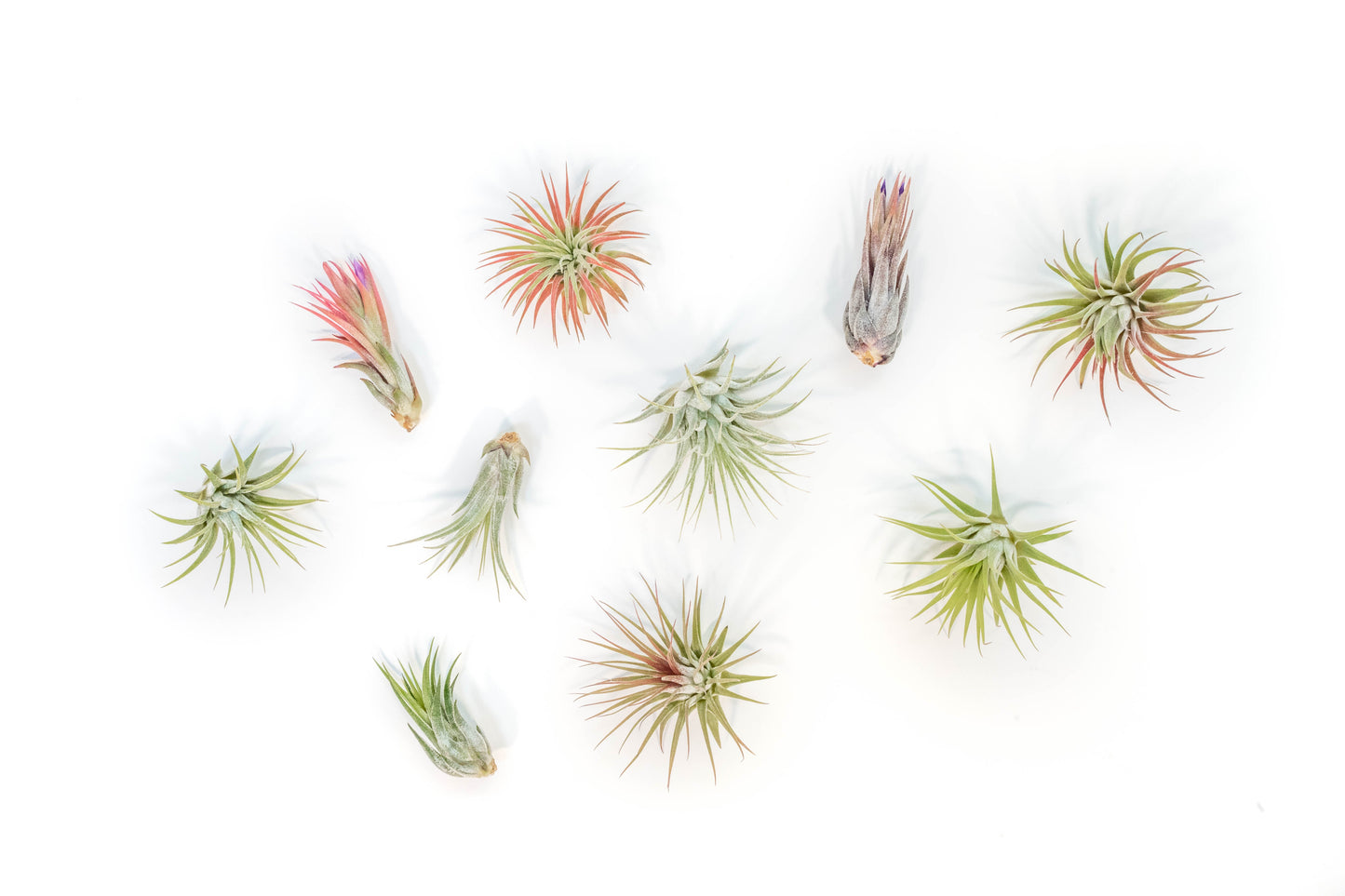 SALE - Mini Tillandsia Ionantha Air Plant Pups - Sets of 5, 10 or 15