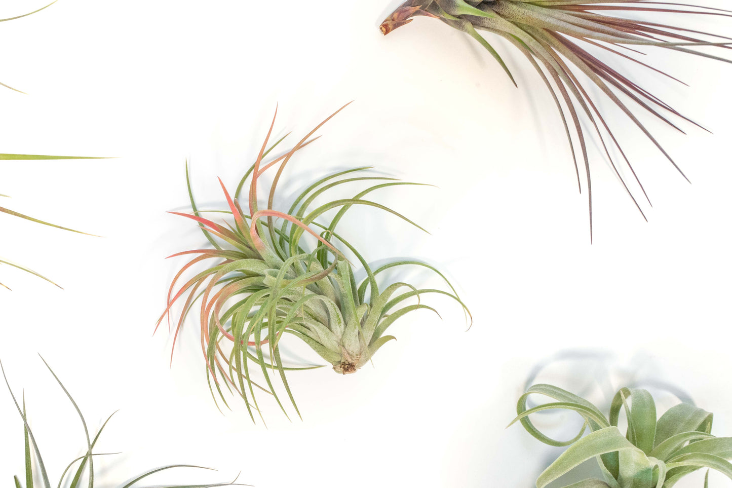 SALE - Collector's Choice Variety of Tillandsia Air Plants
