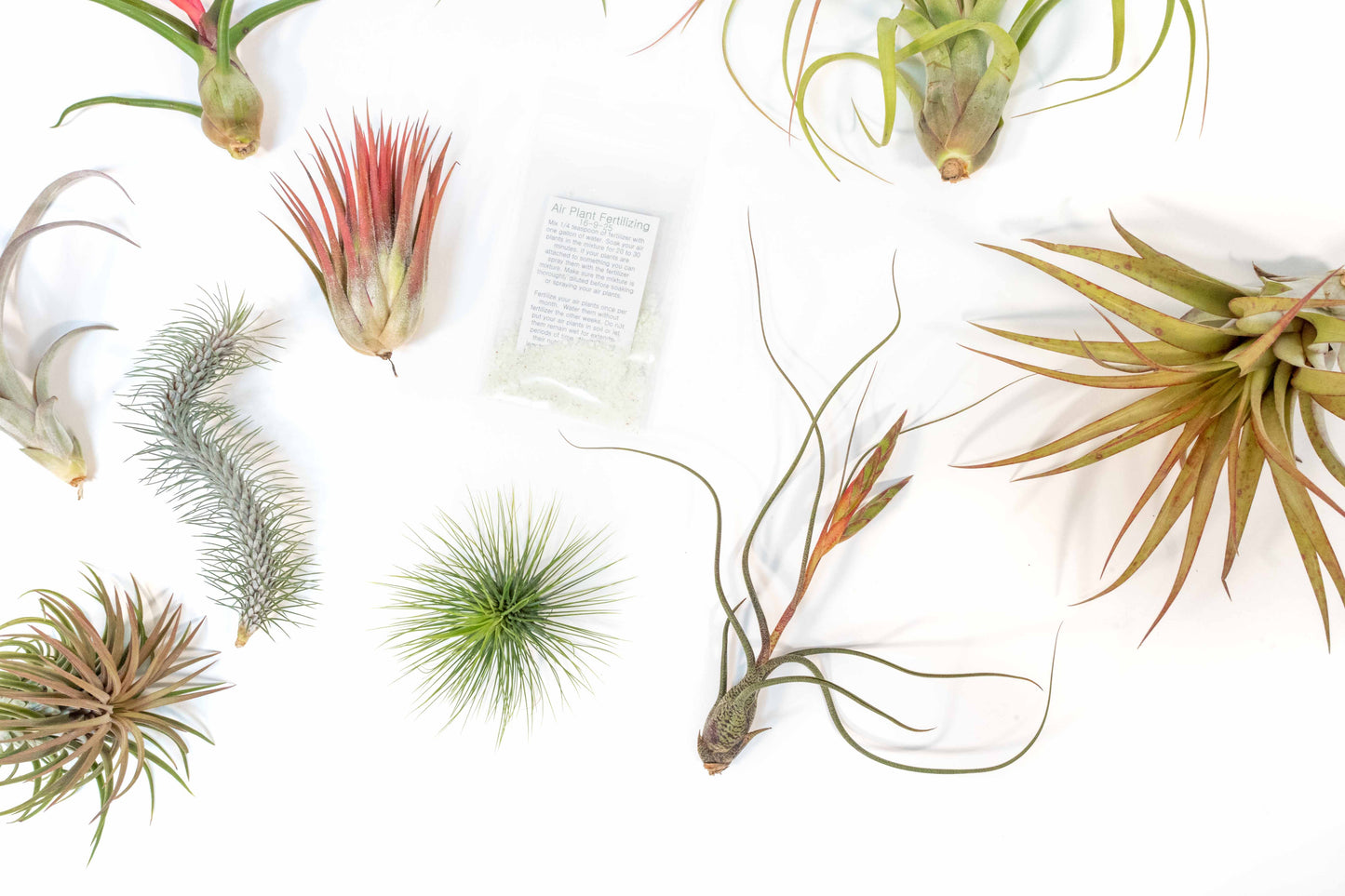 SALE - Premium Tillandsia Air Plant Grab Bag & Fertilizer Packet - Set of 10, 20 or 30