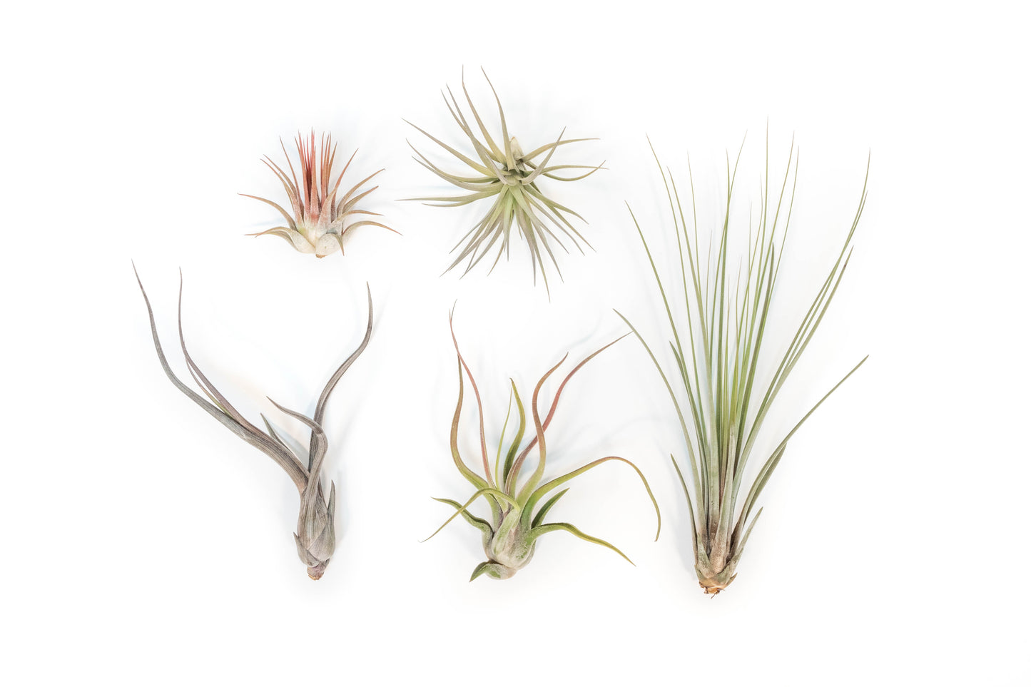 SALE - The Yucatan Collection of Tillandsia Air Plants - Set of 10 or 20