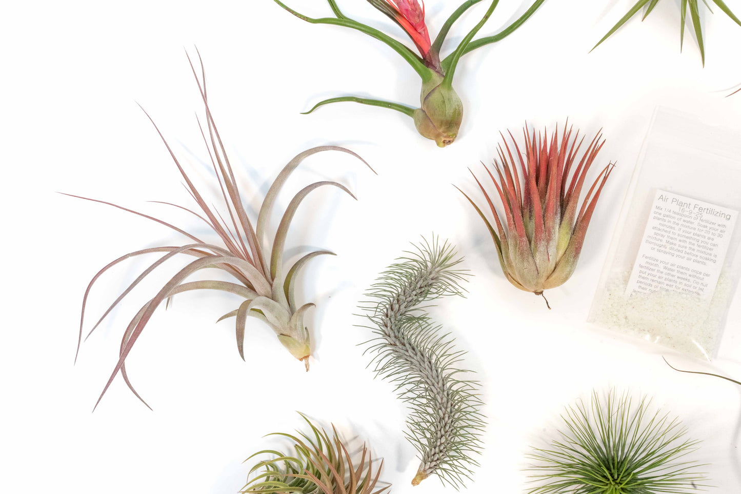 SALE - Premium Tillandsia Air Plant Grab Bag & Fertilizer Packet - Set of 10, 20 or 30