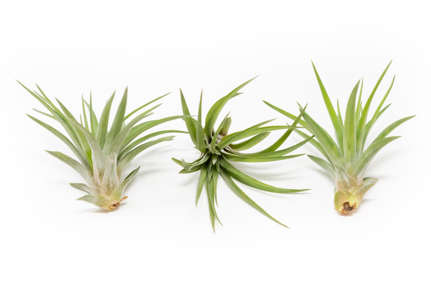 SALE - Large Tillandsia Velutina Air Plants - Set of 5 or 10