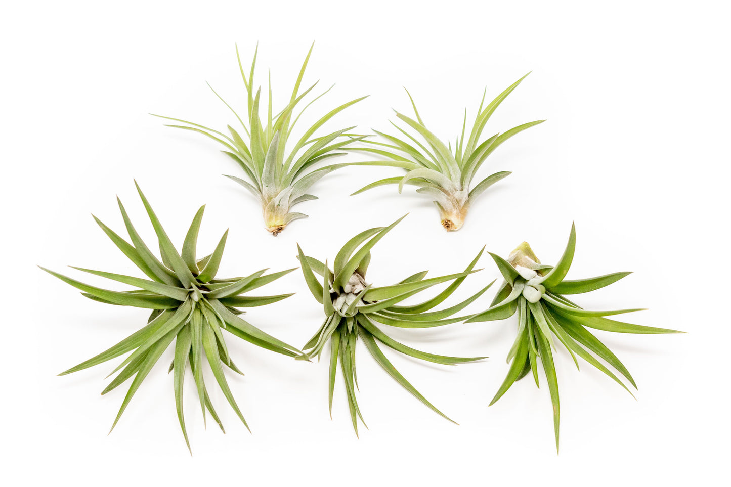 SALE - Large Tillandsia Velutina Air Plants - Set of 5 or 10