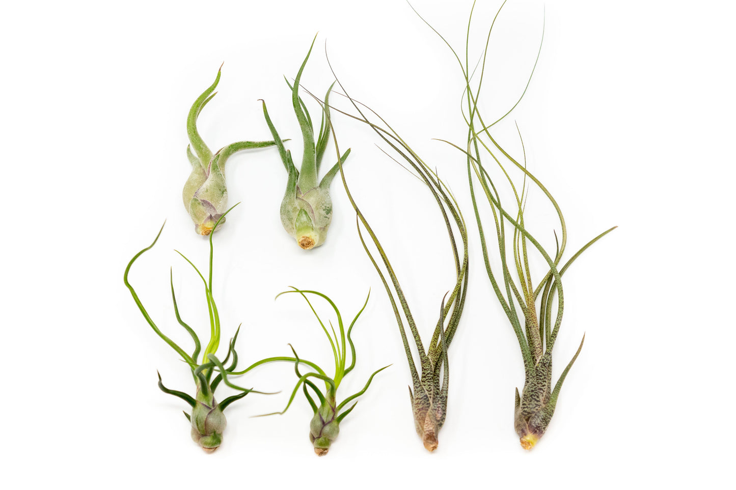 SALE - The Wild Things Collection of Tillandsia Air Plants - Set of 9 or 18 Air