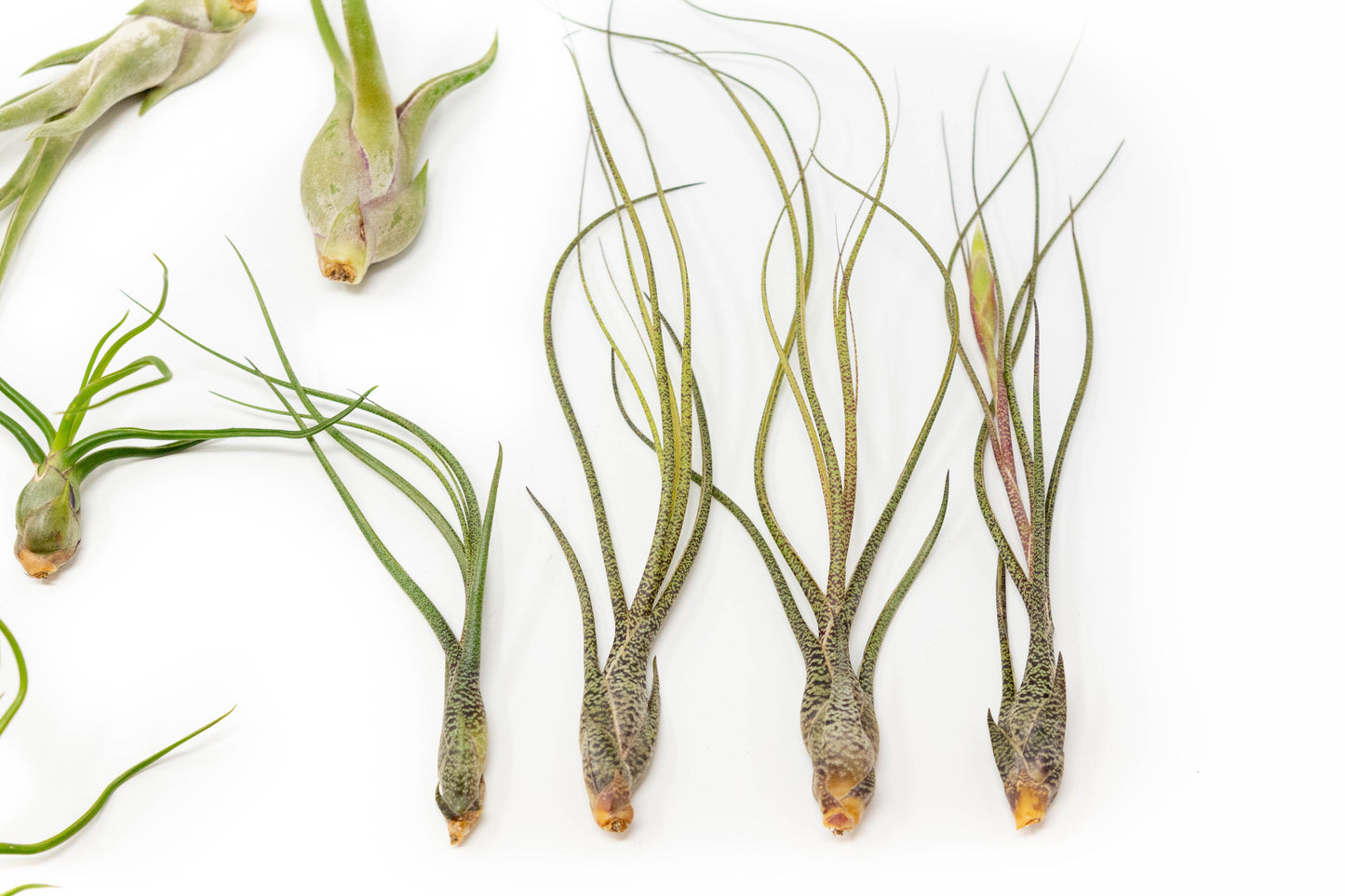 SALE - The Wild Things Collection of Tillandsia Air Plants - Set of 9 or 18 Air