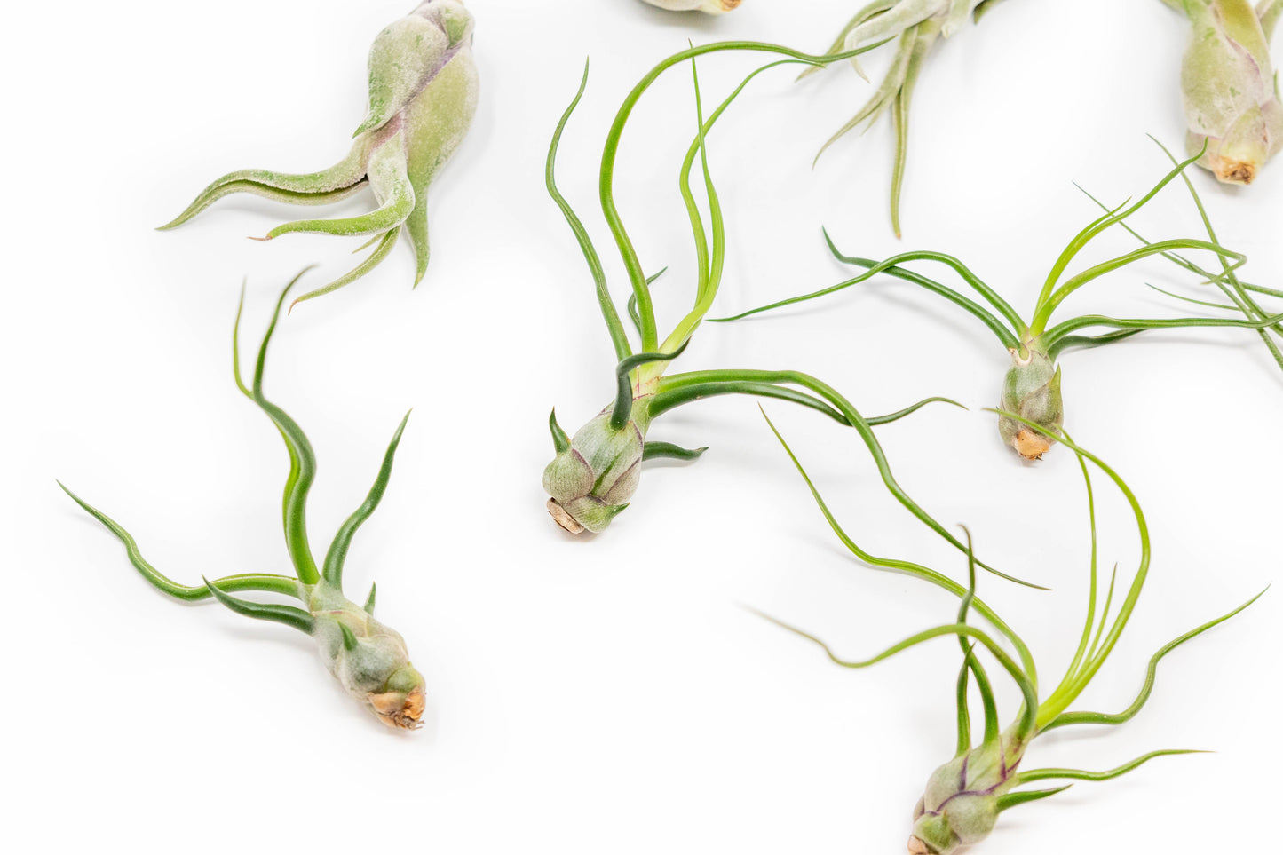 SALE - The Wild Things Collection of Tillandsia Air Plants - Set of 9 or 18 Air