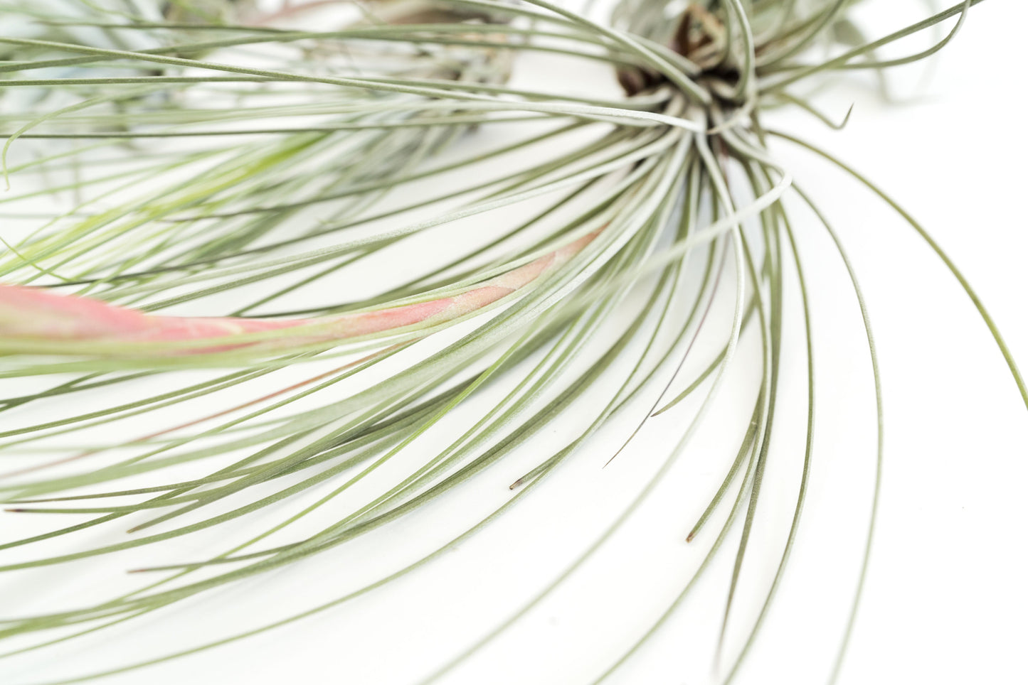 SALE - Special Jumbo Tillandsia Air Plants - Set of 12