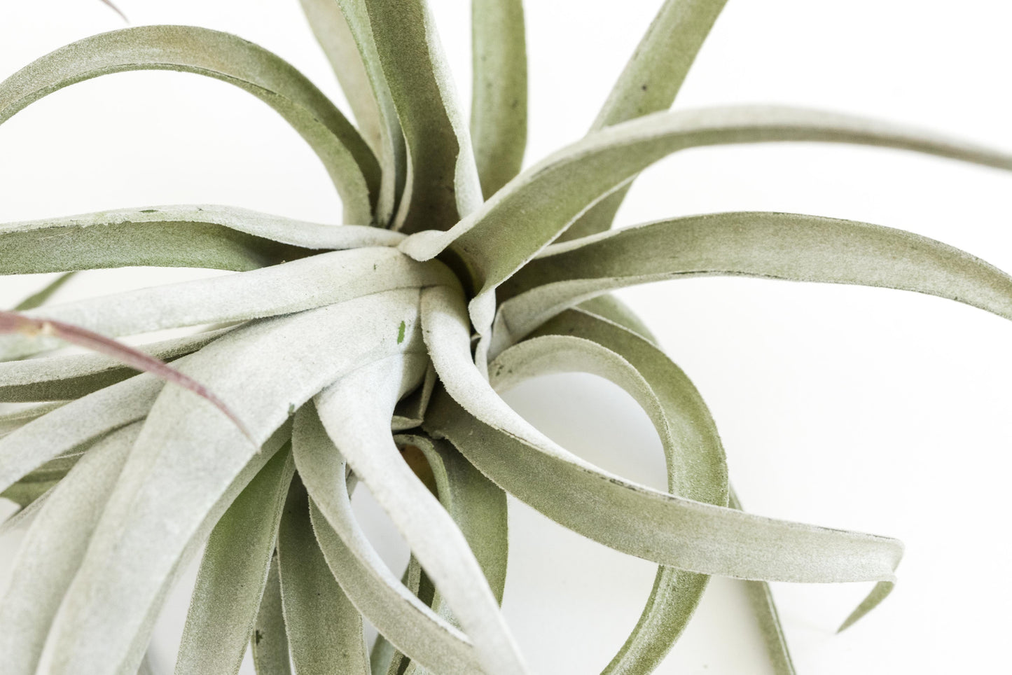 SALE - Special Jumbo Tillandsia Air Plants - Set of 12