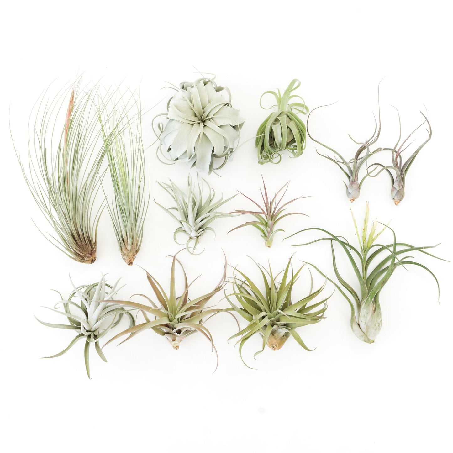 SALE - Special Jumbo Tillandsia Air Plants - Set of 12