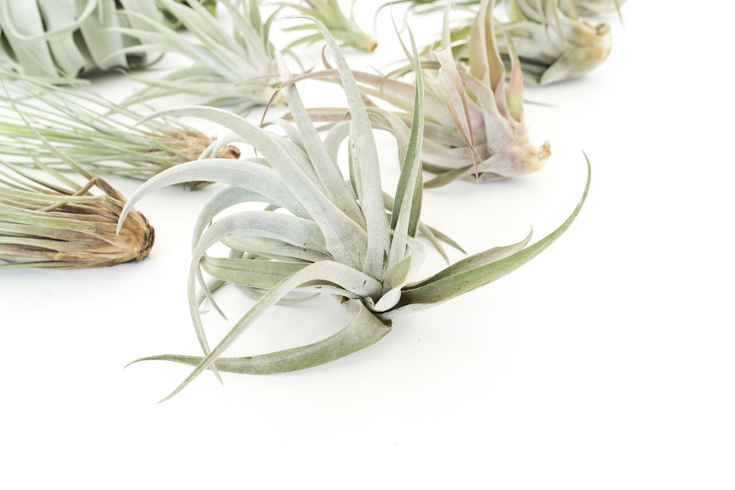 SALE - Special Jumbo Tillandsia Air Plants - Set of 12