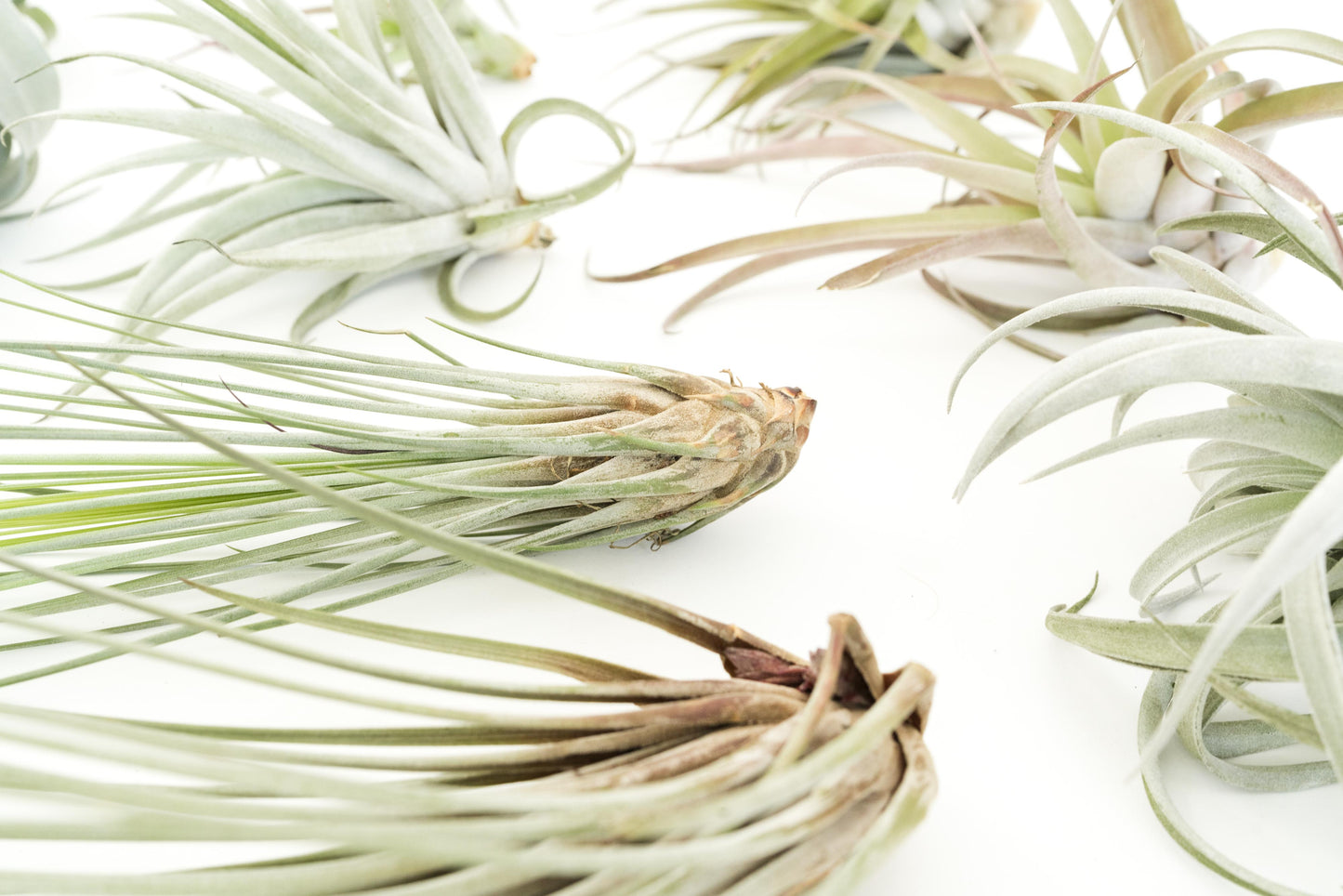 SALE - Special Jumbo Tillandsia Air Plants - Set of 12