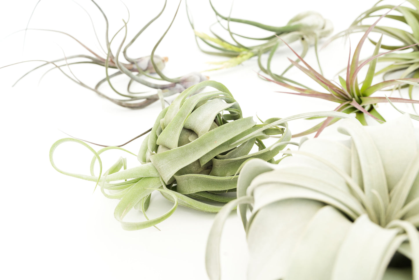 SALE - Special Jumbo Tillandsia Air Plants - Set of 12
