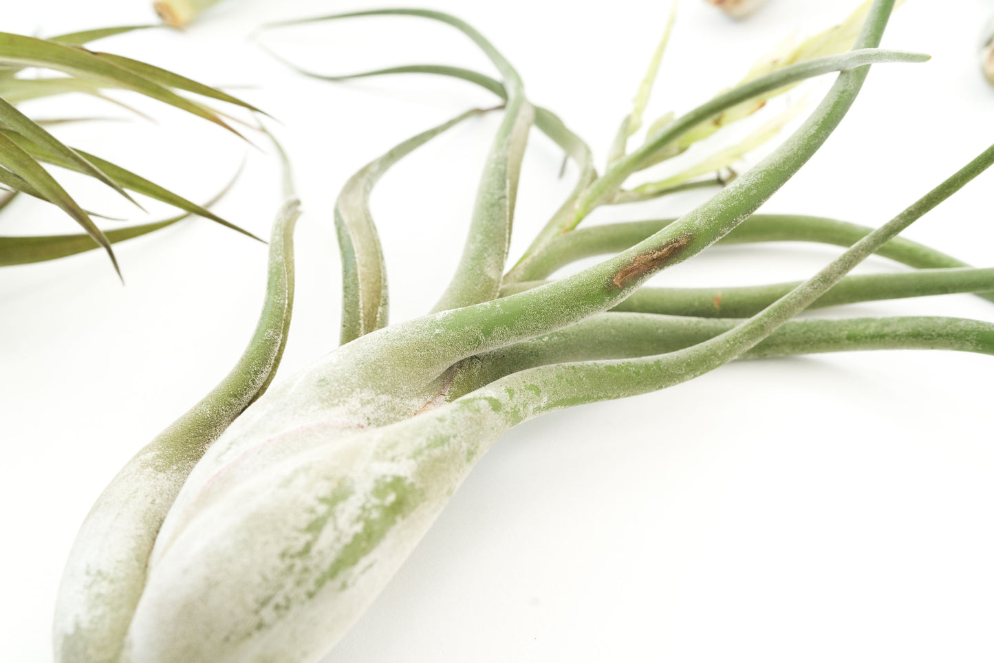 SALE - Special Jumbo Tillandsia Air Plants - Set of 12