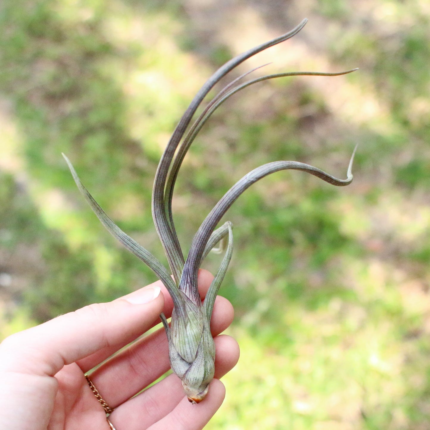 SALE - Tillandsia Baileyi Air Plants - Set of 5 or 10 -