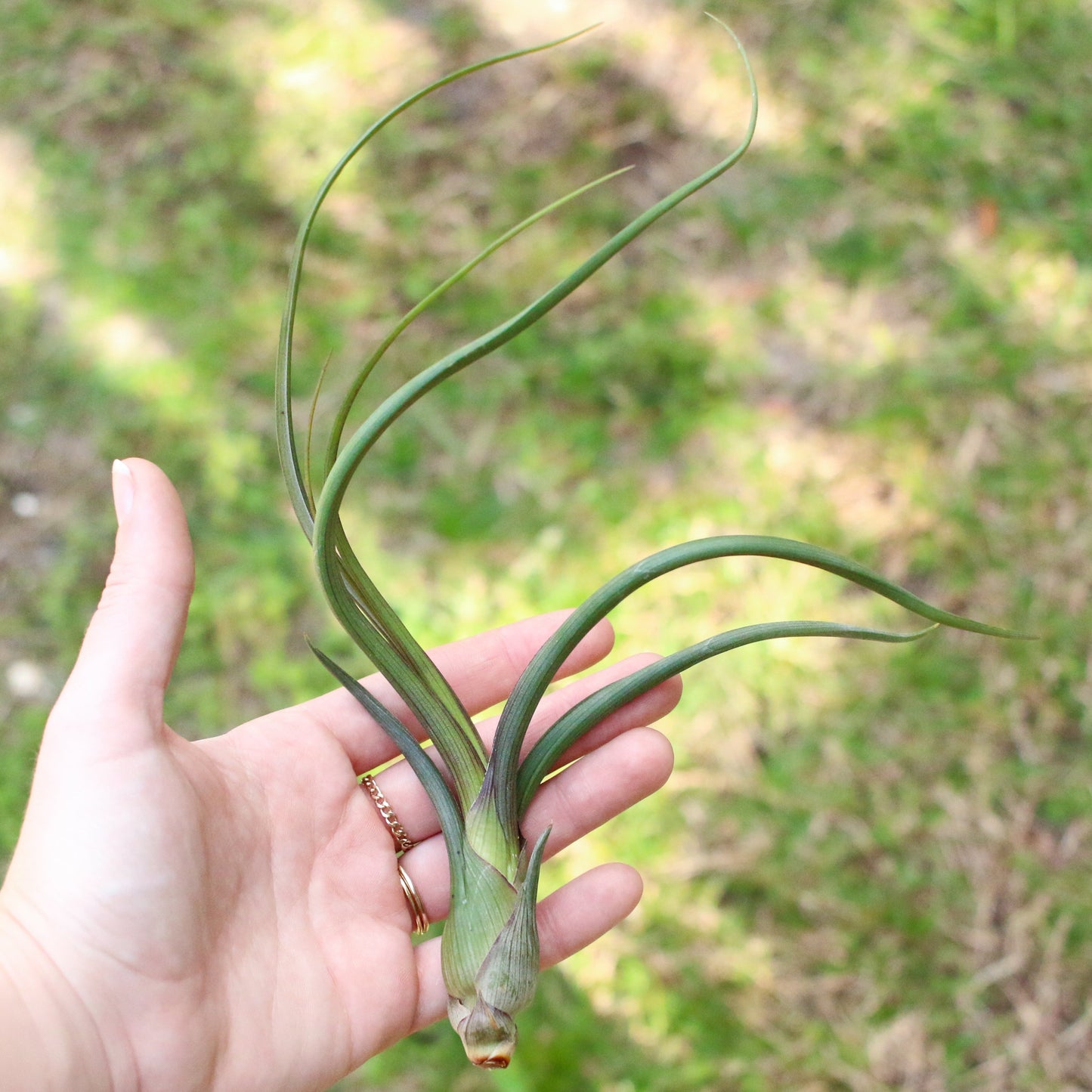 SALE - Tillandsia Baileyi Air Plants - Set of 5 or 10 -