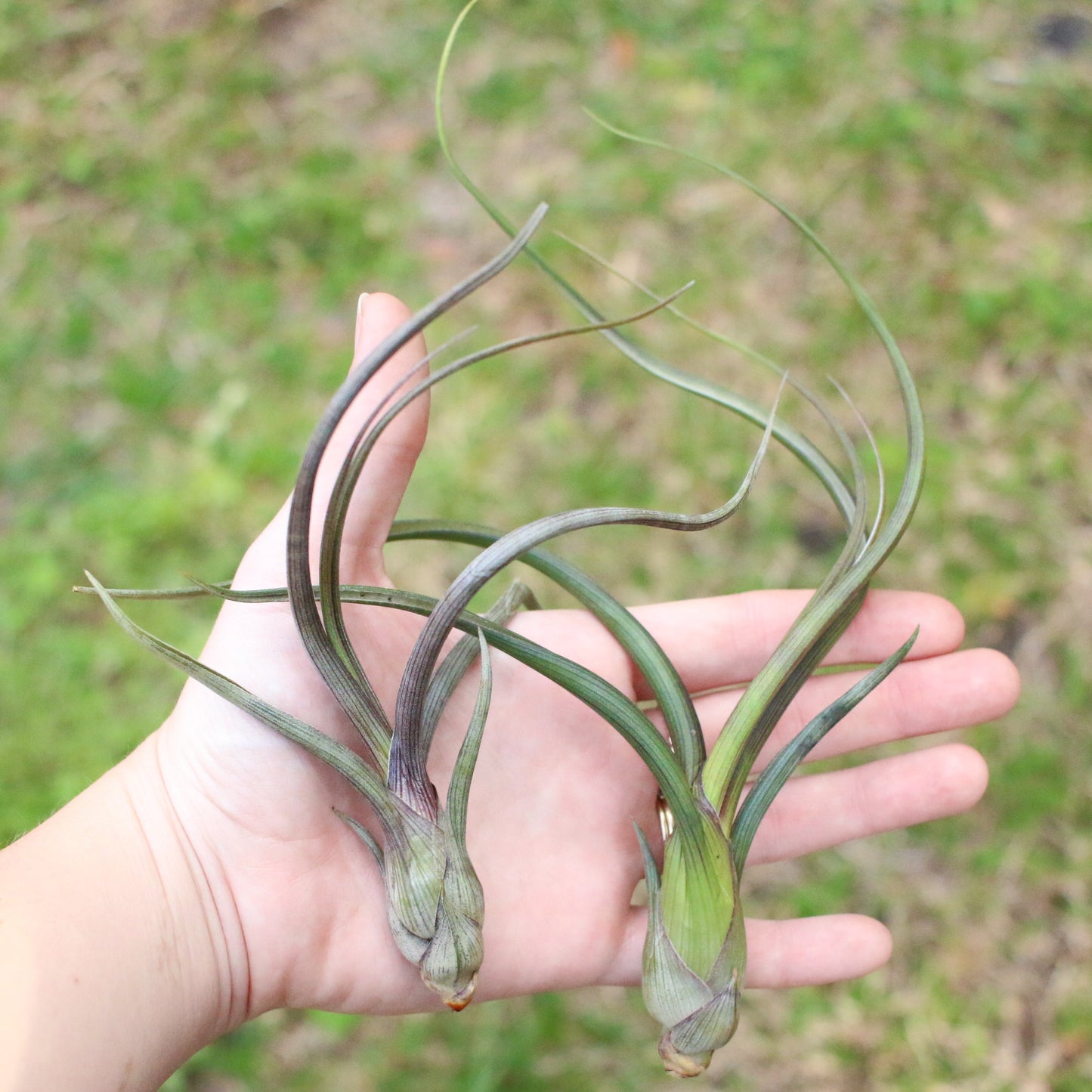 SALE - Tillandsia Baileyi Air Plants - Set of 5 or 10 -