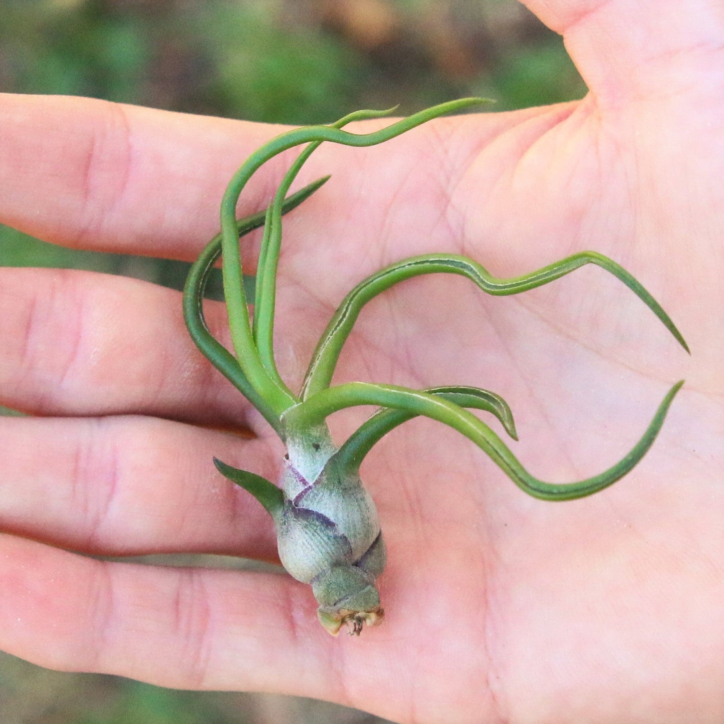 SALE - Tillandsia Bulbosa Guatemala Air Plants - Set of 10, 20, or 30