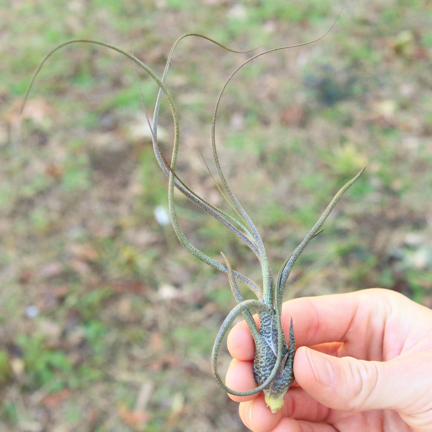 SALE - Large Tillandsia Butzii Air Plants - Set of 10 or 20 Air Plants
