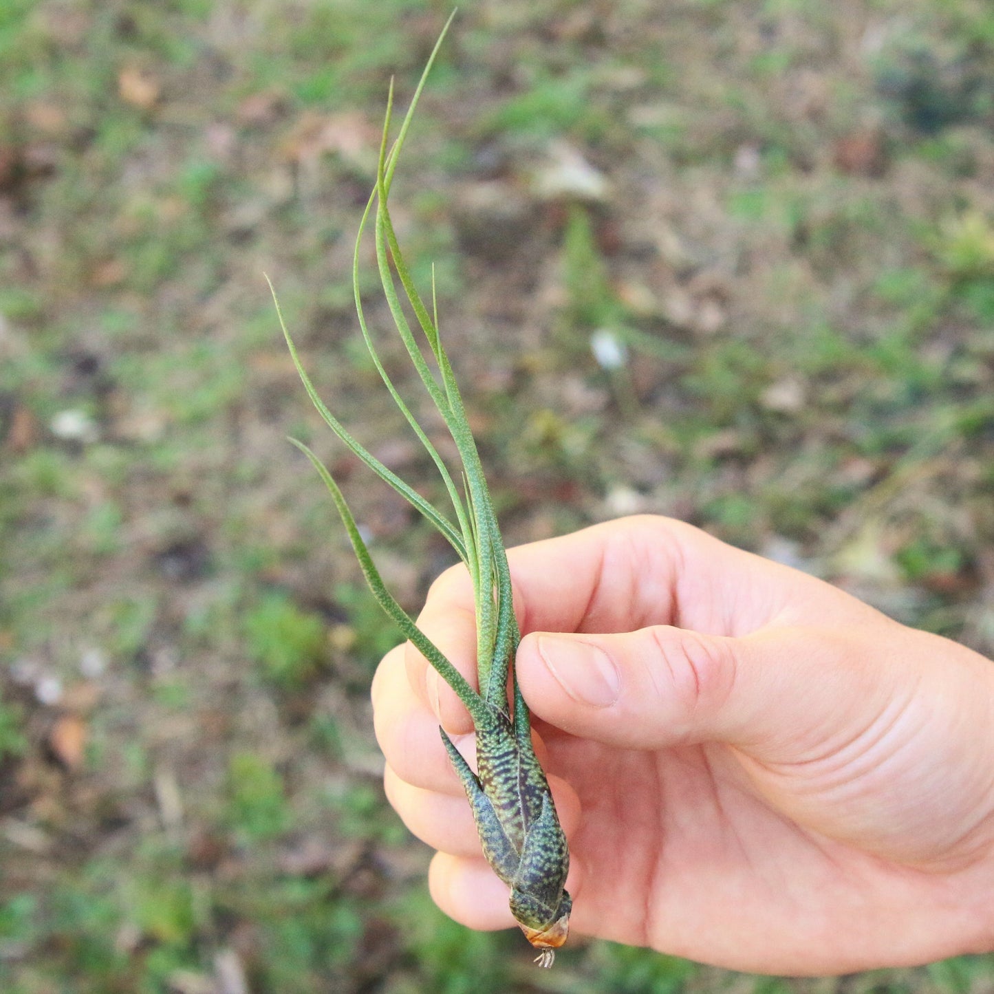 SALE - Large Tillandsia Butzii Air Plants - Set of 10 or 20 Air Plants