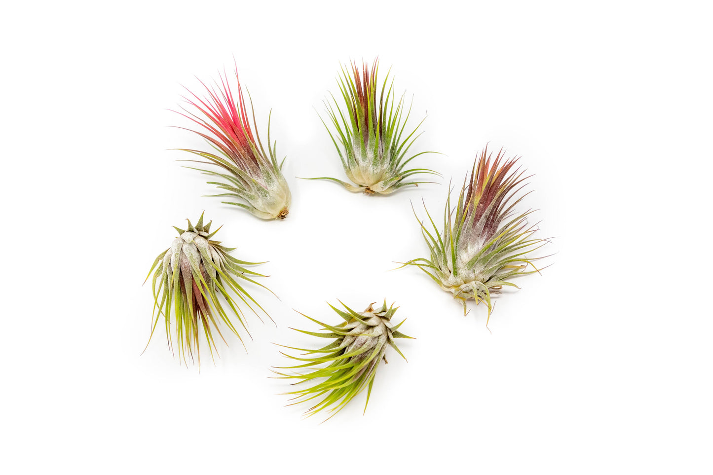 SALE - Tillandsia Ionantha Guatemala Air Plants - Set of 10, 20 or 50 Air Plants